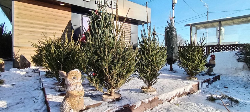 Саратовцам предлагают сосны и пихты от 600 до 50 000 рублей 