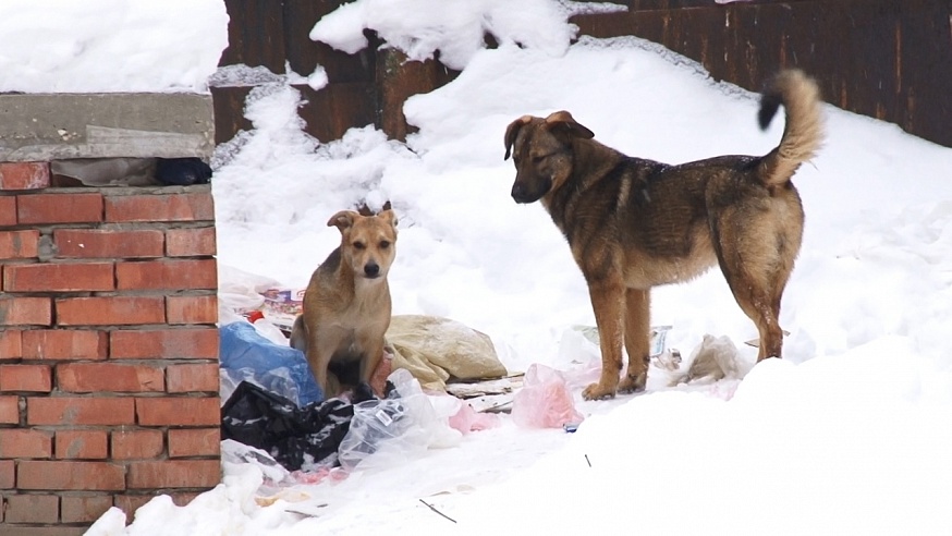 Саратовскую школьницу покусали бездомные собаки