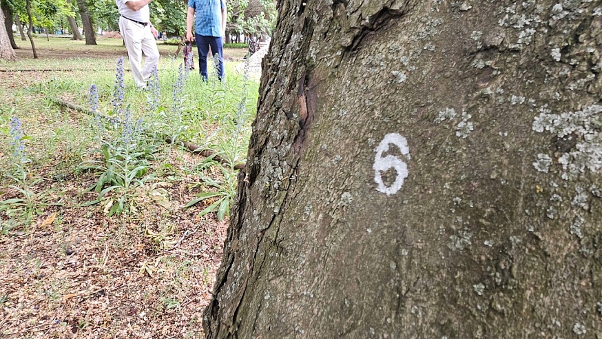 В саратовском саду "Липки" планируют сносить 30 деревьев