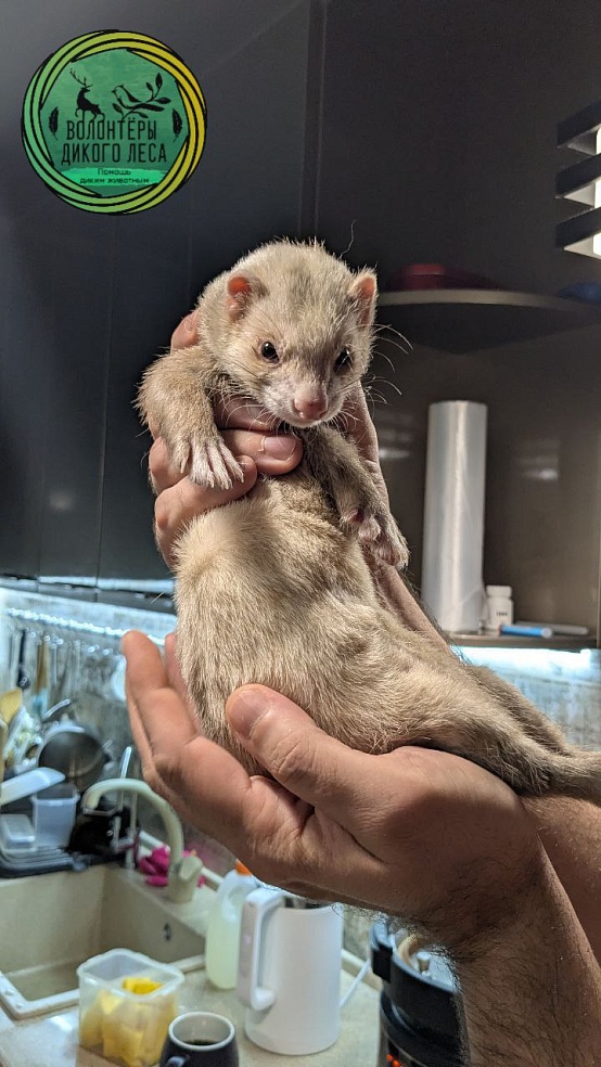 В Саратове волонтеры спасли выброшенного на улицу хорька 