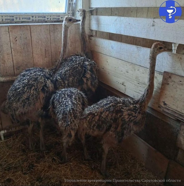 В Саратовской области начали выращивать экзотических животных