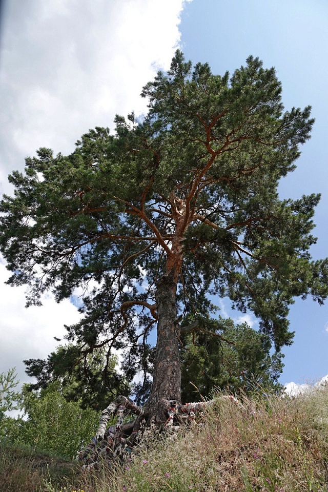 Дорогу к сосне, исполняющей желания, отремонтировали в Балашовском районе