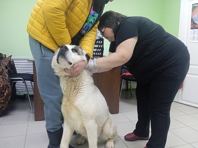 В Саратовской области ветеринары за зимние праздники оказали помощь более 620 пациентам