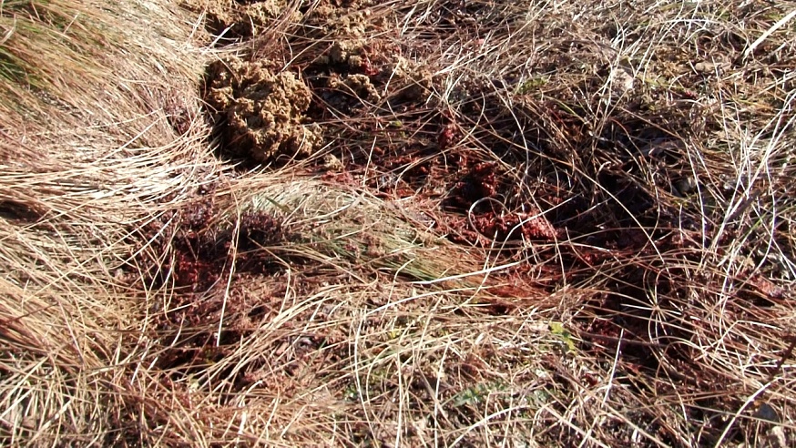 Убийство лосихи в Лысогорском районе: Самка весной должна была дать потомство