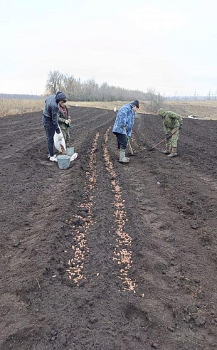 В Саратовской области заготовили более 11 тонн семян для воспроизводства лесов