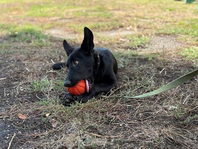 Девять щенков немецкой овчарки отправили из саратовского питомника в Дагестан