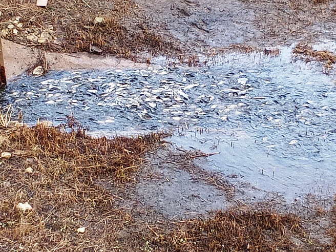 В Саратовском водохранилище проходят научные экспедиции