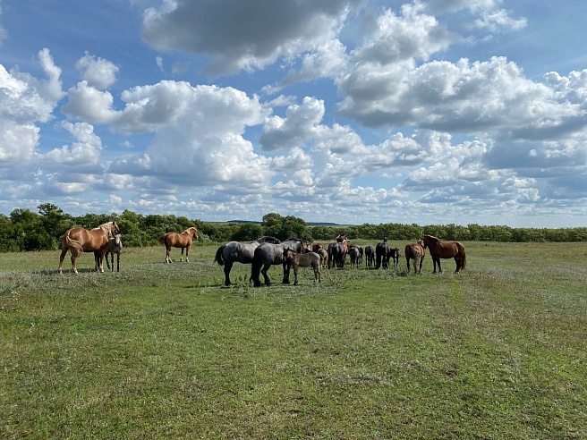Самый умный конь в Саратовской области весит тонну