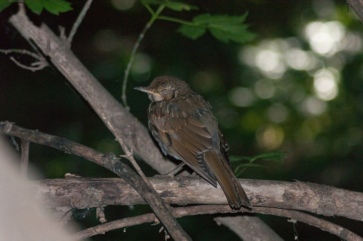 Экоактивисты посчитали птиц на урочище Лысая Гора
