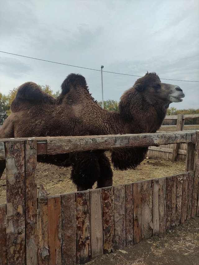 В Саратовской области верблюда Васю обследовали на два опасных заболевания