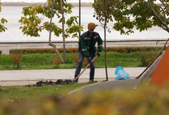 В центре Саратова высадят деревья-крупномеры