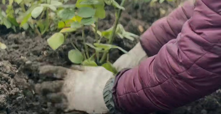 На Театральной площади высадили тысячи кустов роз и спиреи