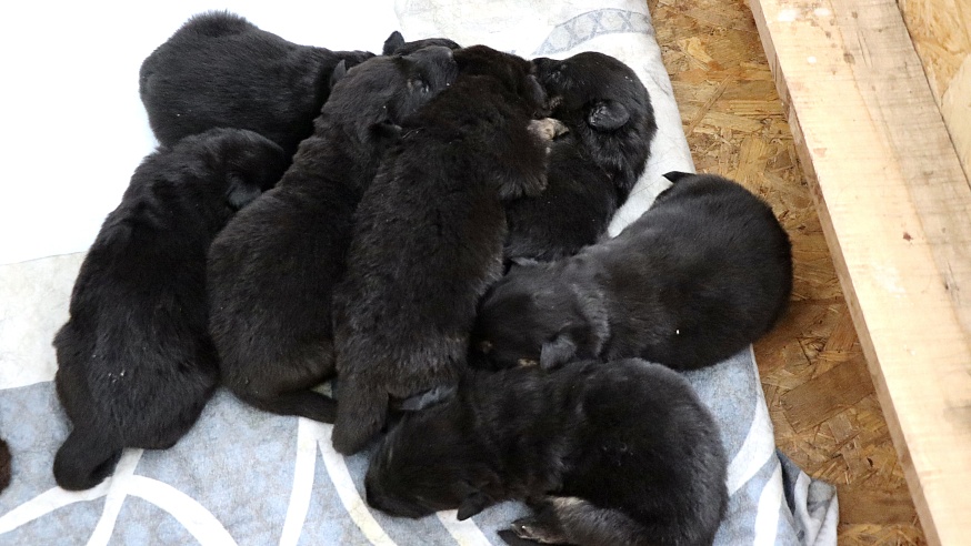 Саратовские щенки поедут служить в Херсонскую область и ДНР