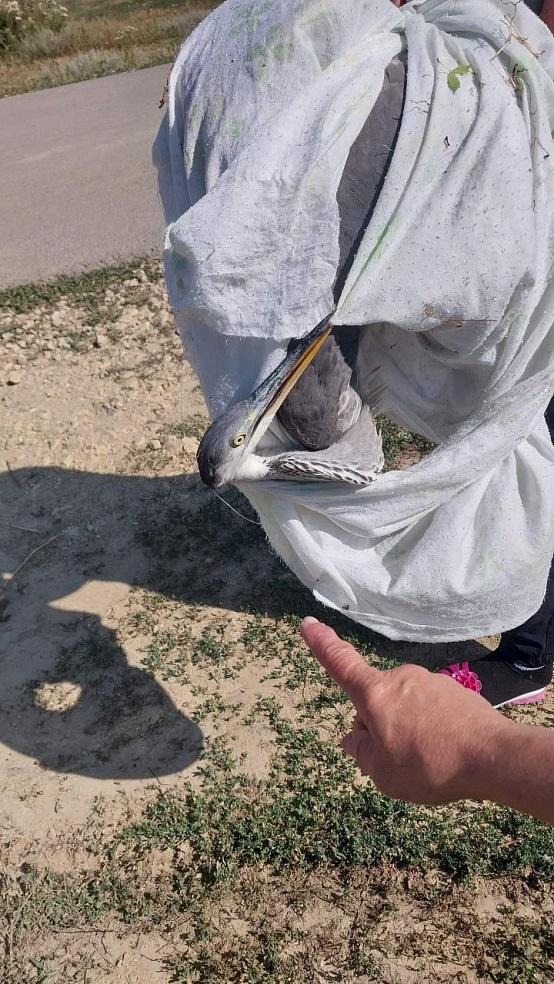 Под Саратовом школьники спасли цаплю после нападения коршуна