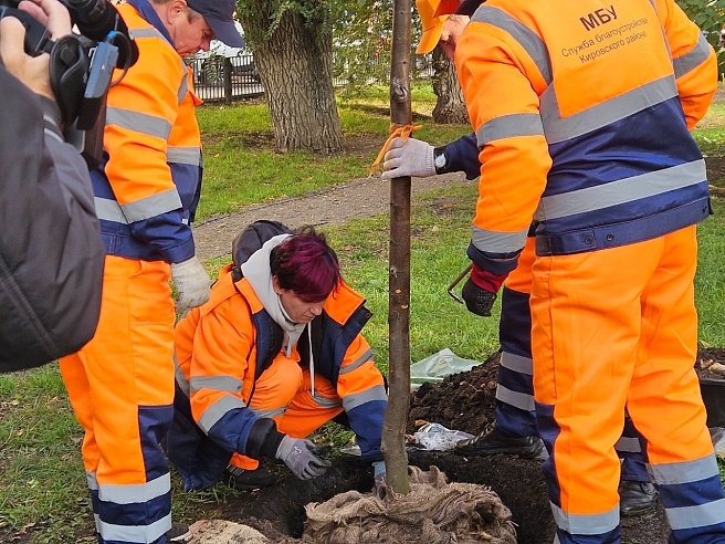 В сквере на Рахова высадили шершавый вяз и липы