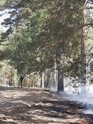 В Воскресенском районе из-за пожара пострадали вековые сосны и лесные обитатели