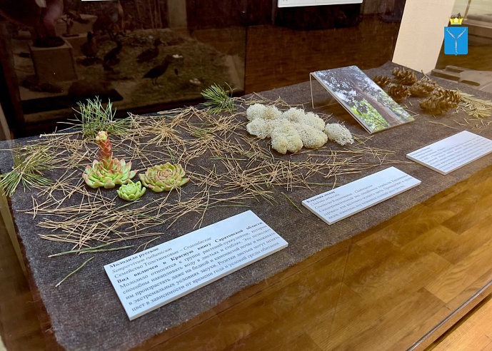 Саратовский музей зовет жителей и гостей города на настолки