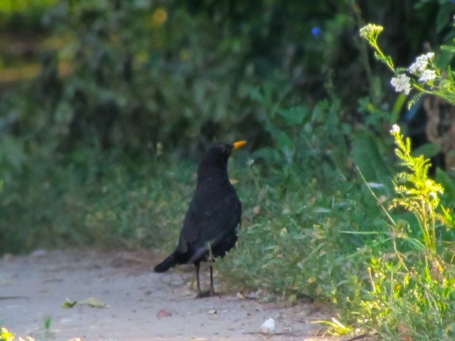 Экоактивисты посчитали птиц на урочище Лысая Гора