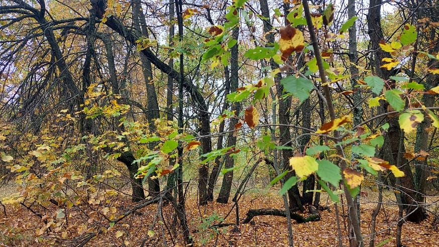 На Кумысной поляне инженеры лесничества снимали мерку с деревьев и нашли грибы