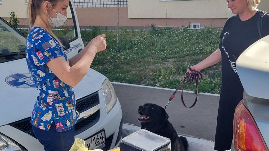 В Саратове ветеринары на улицах прививают животных от бешенства