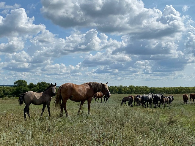Самый умный конь в Саратовской области весит тонну