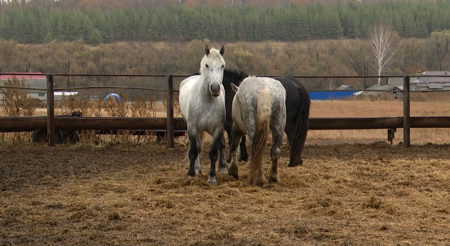 Элитные лошади заработали саратовскому фермеру сотни кубков и медалей 