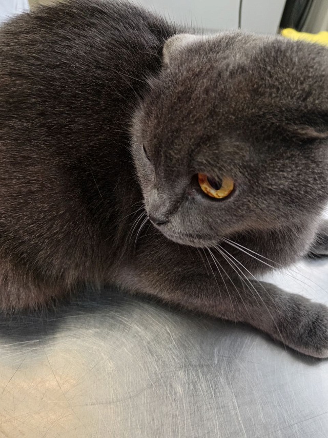 В Саратовской области ветеринары за зимние праздники оказали помощь более 620 пациентам