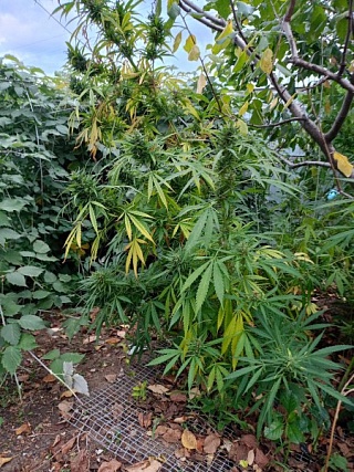 Саратовский садовод попался полицейским на выращивании марихуаны