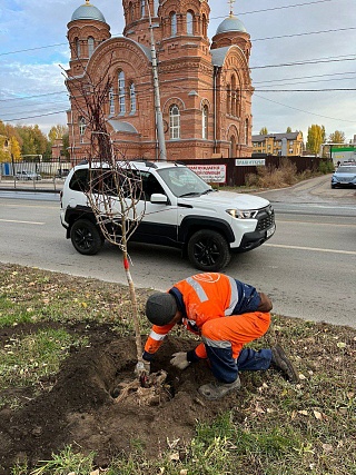 В Заводском районе Саратова высадили боярышник