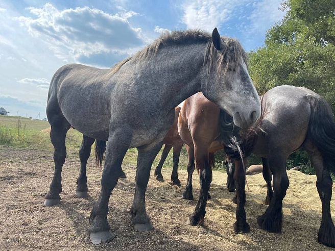 Самый умный конь-тяжеловоз Саратовской области живет под Петровском