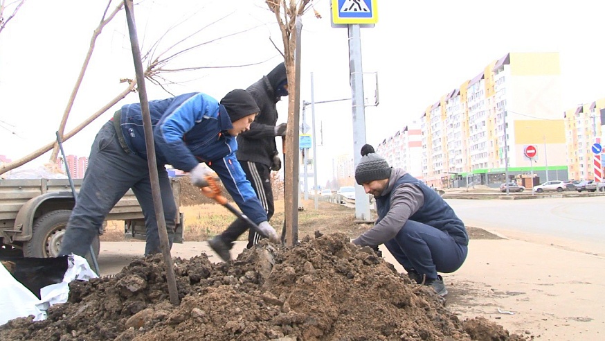 В Саратове идут завершающие высадки саженцев деревьев