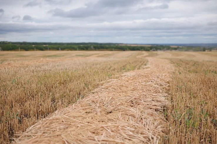 Саратовская область лидирует по сбору зерна среди регионов ПФО