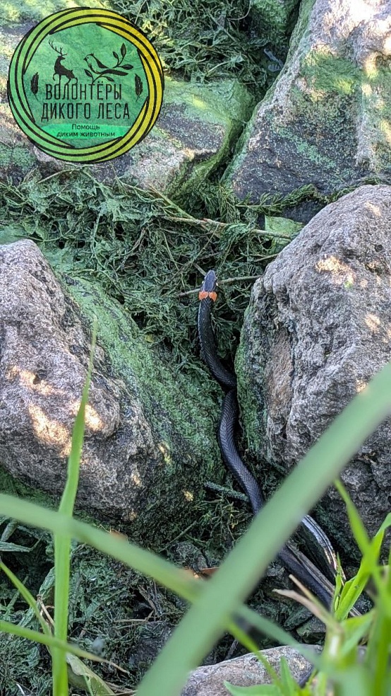 Змея 10 дней пряталась в квартире саратовчанки