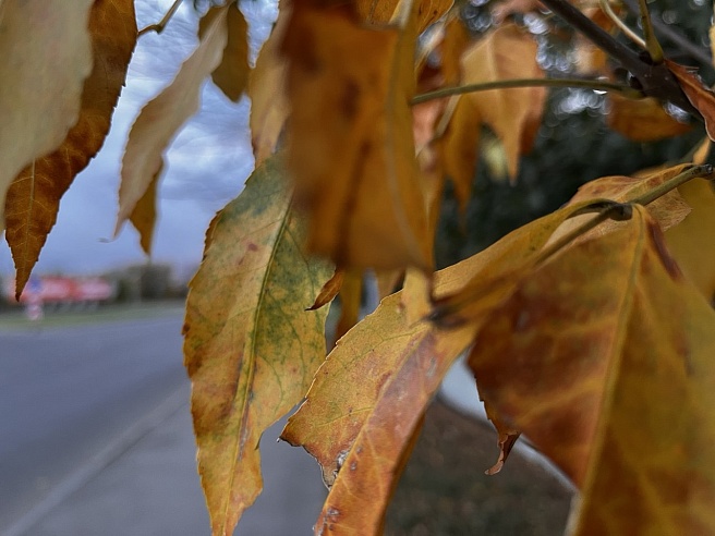 Саратовские синоптики обещают дожди с воскресенья