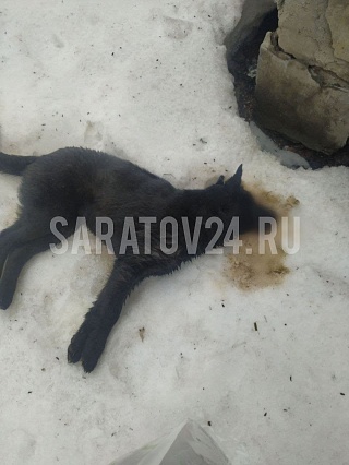 Саратовские зоозащитники рассказали о массовой травле собак на улицах