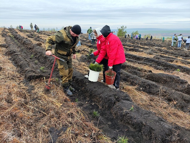 Белую акацию назвали перспективной породой для лесовосстановления в Саратовской области