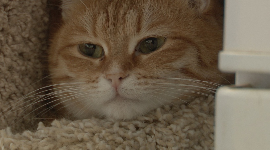 Брошенные "домашние": как в саратовские приюты попадают породистые собаки