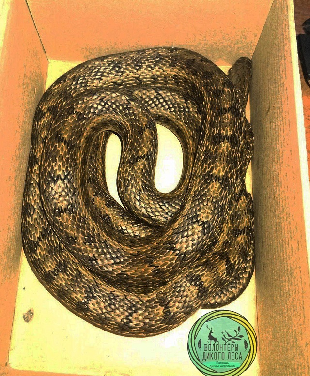 В дом к саратовцам заползла "огромная" змея