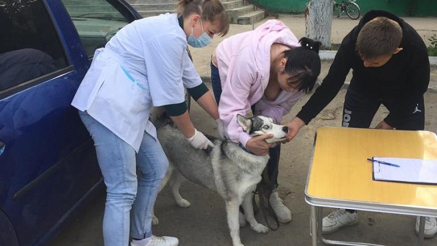 Саратовские ветеринары проведут выездные вакцинации домашних животных против бешенства