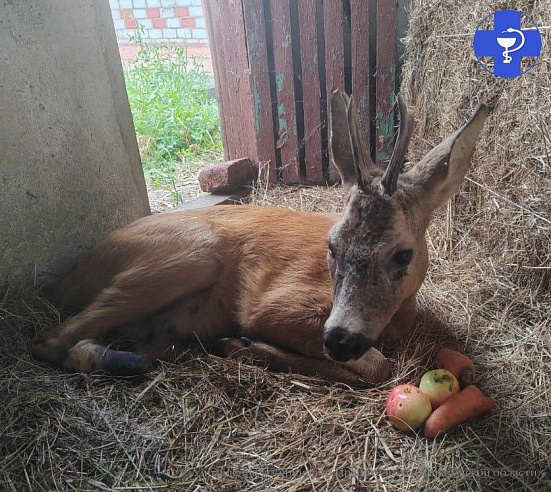 Под Саратовом участники СВО спасли попавшую в ДТП косулю