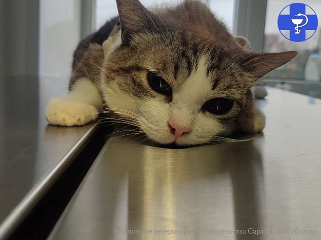 Саратовцам рассказали, как защитить кота от проблем с полостью рта