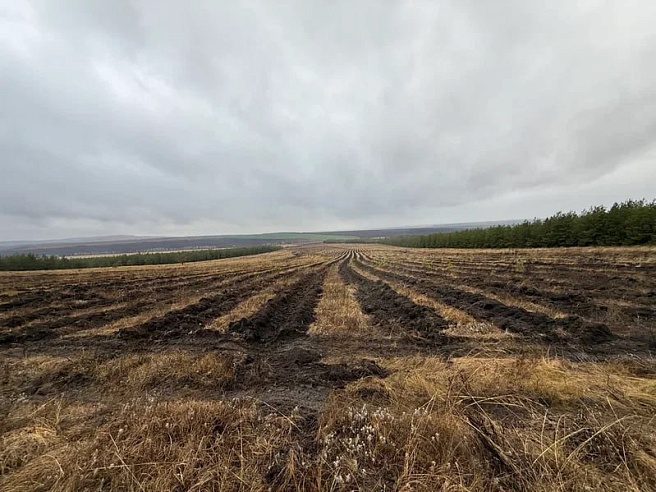 В Саратовской области будут высажены 350 тысяч сеянцев сосны и акации