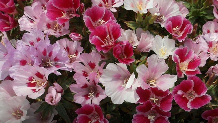 Садовая азбука: какие цветы сеять в мае