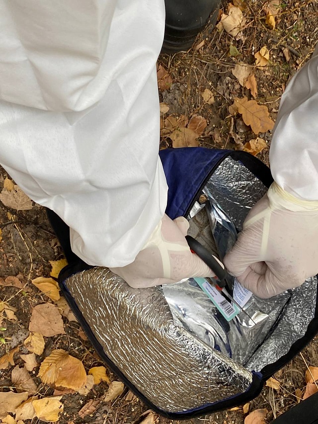 В Энгельсе стартовала осенняя кампания по иммунизации диких животных от бешенства