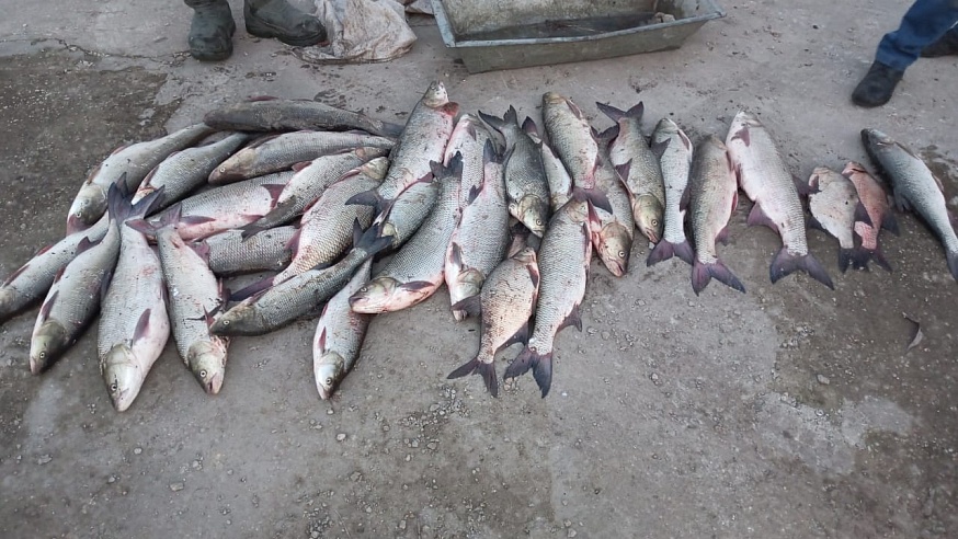Под Саратовом задержали двоих браконьеров с 33 рыбами
