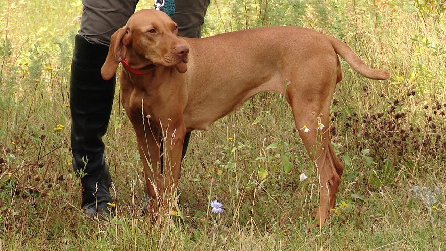Саратовские охотники вышли в поля с легавыми