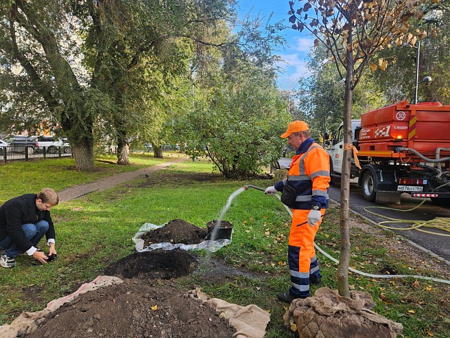 В сквере на Рахова высадили шершавый вяз и липы