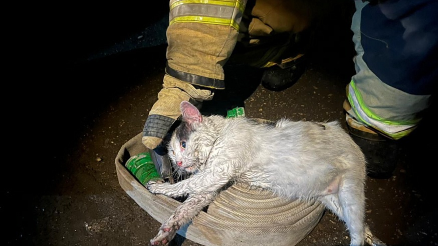 В Саратове кот Пузик спас своего хозяина во время пожара 