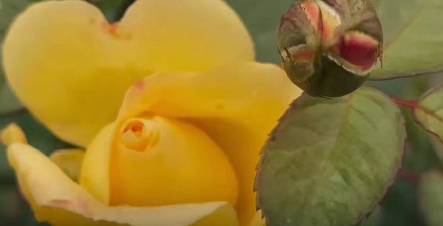 На Театральной площади высадили тысячи кустов роз и спиреи