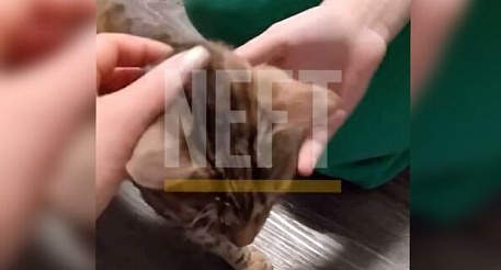 Женщина спасла кошку, которую соседи заперли одну без еды и воды в квартире